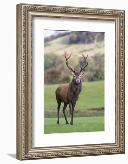 Red Deer Stag (Cervus Elaphus), Arran, Scotland, United Kingdom, Europe-Ann and Steve Toon-Framed Photographic Print