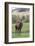 Red Deer Stag (Cervus Elaphus), Arran, Scotland, United Kingdom, Europe-Ann and Steve Toon-Framed Photographic Print