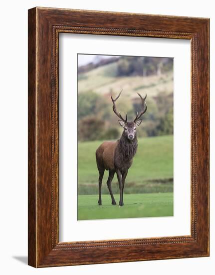 Red Deer Stag (Cervus Elaphus), Arran, Scotland, United Kingdom, Europe-Ann and Steve Toon-Framed Photographic Print