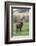 Red Deer Stag (Cervus Elaphus), Arran, Scotland, United Kingdom, Europe-Ann and Steve Toon-Framed Photographic Print