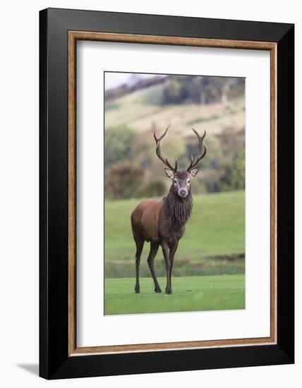 Red Deer Stag (Cervus Elaphus), Arran, Scotland, United Kingdom, Europe-Ann and Steve Toon-Framed Photographic Print