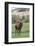 Red Deer Stag (Cervus Elaphus), Arran, Scotland, United Kingdom, Europe-Ann and Steve Toon-Framed Photographic Print