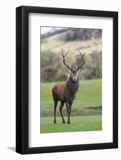 Red Deer Stag (Cervus Elaphus), Arran, Scotland, United Kingdom, Europe-Ann and Steve Toon-Framed Photographic Print