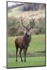 Red Deer Stag (Cervus Elaphus), Arran, Scotland, United Kingdom, Europe-Ann and Steve Toon-Mounted Photographic Print