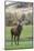 Red Deer Stag (Cervus Elaphus), Arran, Scotland, United Kingdom, Europe-Ann and Steve Toon-Mounted Photographic Print