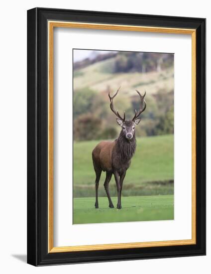 Red Deer Stag (Cervus Elaphus), Arran, Scotland, United Kingdom, Europe-Ann and Steve Toon-Framed Photographic Print