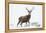 Red Deer Stag (Cervus Elaphus) on Open Moorland in Snow, Cairngorms Np, Scotland, UK, December-Mark Hamblin-Framed Premier Image Canvas