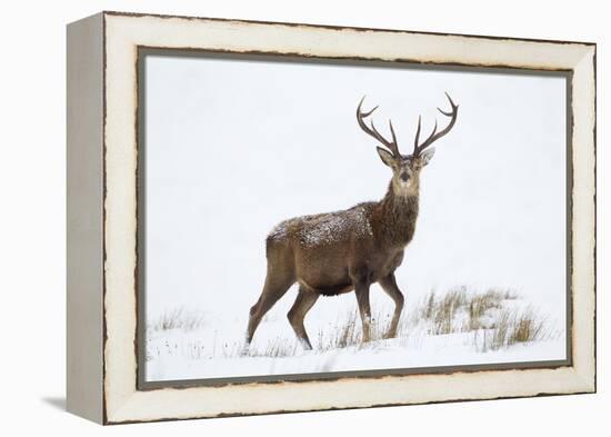 Red Deer Stag (Cervus Elaphus) on Open Moorland in Snow, Cairngorms Np, Scotland, UK, December-Mark Hamblin-Framed Premier Image Canvas