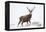 Red Deer Stag (Cervus Elaphus) on Open Moorland in Snow, Cairngorms Np, Scotland, UK, December-Mark Hamblin-Framed Premier Image Canvas