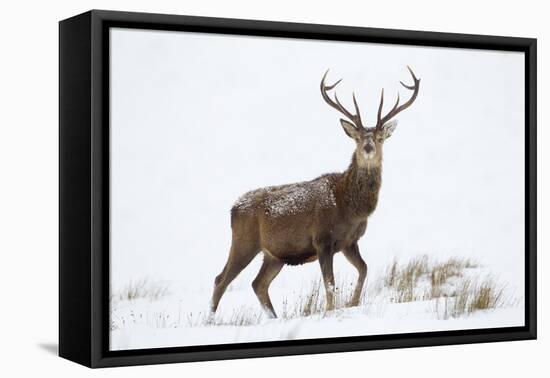 Red Deer Stag (Cervus Elaphus) on Open Moorland in Snow, Cairngorms Np, Scotland, UK, December-Mark Hamblin-Framed Premier Image Canvas