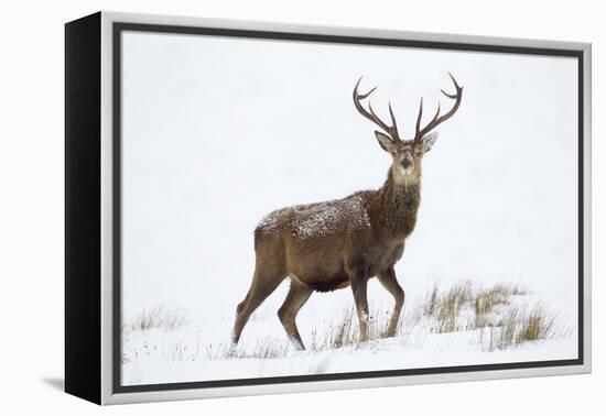 Red Deer Stag (Cervus Elaphus) on Open Moorland in Snow, Cairngorms Np, Scotland, UK, December-Mark Hamblin-Framed Premier Image Canvas