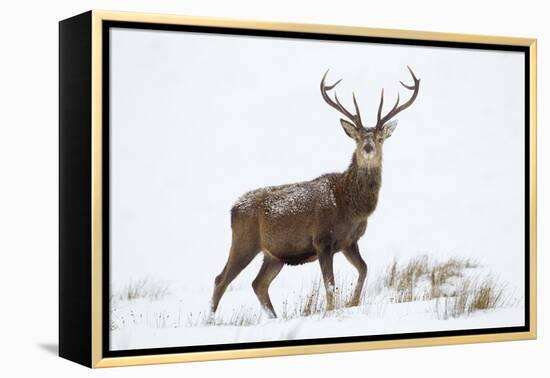 Red Deer Stag (Cervus Elaphus) on Open Moorland in Snow, Cairngorms Np, Scotland, UK, December-Mark Hamblin-Framed Premier Image Canvas