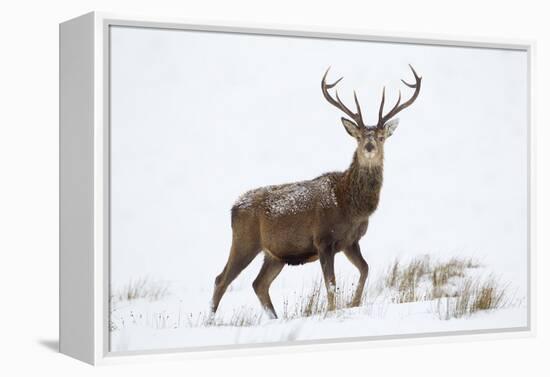 Red Deer Stag (Cervus Elaphus) on Open Moorland in Snow, Cairngorms Np, Scotland, UK, December-Mark Hamblin-Framed Premier Image Canvas