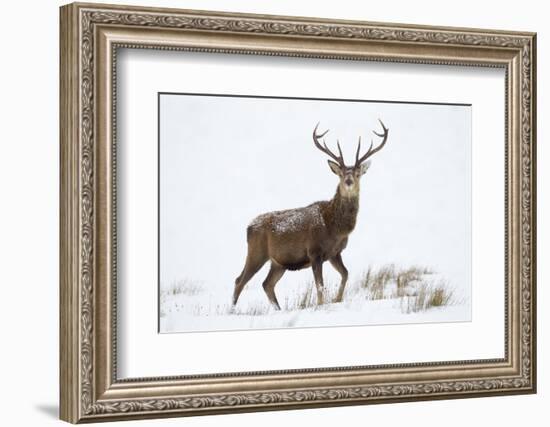 Red Deer Stag (Cervus Elaphus) on Open Moorland in Snow, Cairngorms Np, Scotland, UK, December-Mark Hamblin-Framed Photographic Print