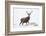 Red Deer Stag (Cervus Elaphus) on Open Moorland in Snow, Cairngorms Np, Scotland, UK, December-Mark Hamblin-Framed Photographic Print