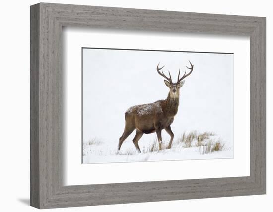 Red Deer Stag (Cervus Elaphus) on Open Moorland in Snow, Cairngorms Np, Scotland, UK, December-Mark Hamblin-Framed Photographic Print