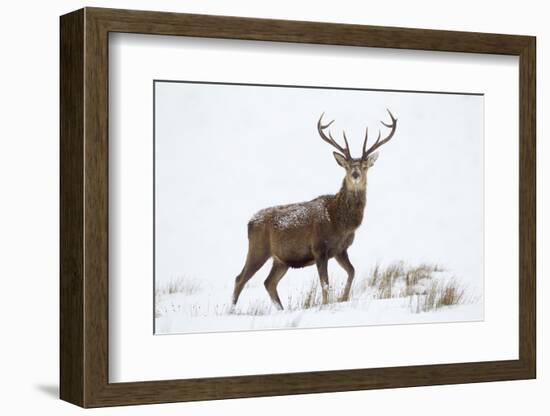 Red Deer Stag (Cervus Elaphus) on Open Moorland in Snow, Cairngorms Np, Scotland, UK, December-Mark Hamblin-Framed Photographic Print