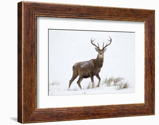 Red Deer Stag (Cervus Elaphus) on Open Moorland in Snow, Cairngorms Np, Scotland, UK, December-Mark Hamblin-Framed Photographic Print