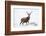 Red Deer Stag (Cervus Elaphus) on Open Moorland in Snow, Cairngorms Np, Scotland, UK, December-Mark Hamblin-Framed Photographic Print