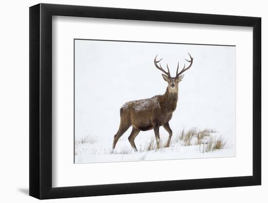 Red Deer Stag (Cervus Elaphus) on Open Moorland in Snow, Cairngorms Np, Scotland, UK, December-Mark Hamblin-Framed Photographic Print