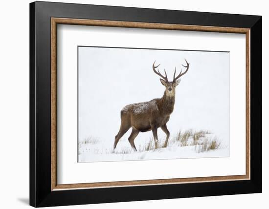 Red Deer Stag (Cervus Elaphus) on Open Moorland in Snow, Cairngorms Np, Scotland, UK, December-Mark Hamblin-Framed Photographic Print