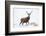 Red Deer Stag (Cervus Elaphus) on Open Moorland in Snow, Cairngorms Np, Scotland, UK, December-Mark Hamblin-Framed Photographic Print