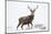 Red Deer Stag (Cervus Elaphus) on Open Moorland in Snow, Cairngorms Np, Scotland, UK, December-Mark Hamblin-Mounted Photographic Print