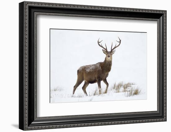 Red Deer Stag (Cervus Elaphus) on Open Moorland in Snow, Cairngorms Np, Scotland, UK, December-Mark Hamblin-Framed Photographic Print