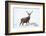 Red Deer Stag (Cervus Elaphus) on Open Moorland in Snow, Cairngorms Np, Scotland, UK, December-Mark Hamblin-Framed Photographic Print