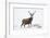 Red Deer Stag (Cervus Elaphus) on Open Moorland in Snow, Cairngorms Np, Scotland, UK, December-Mark Hamblin-Framed Photographic Print