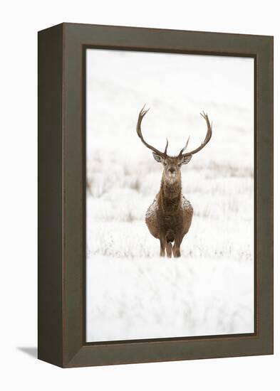 Red Deer Stag (Cervus Elaphus) Portrait in Snowy Moorland, Cairngorms Np, Scotland, UK, December-Mark Hamblin-Framed Premier Image Canvas