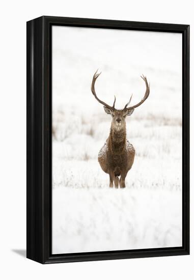 Red Deer Stag (Cervus Elaphus) Portrait in Snowy Moorland, Cairngorms Np, Scotland, UK, December-Mark Hamblin-Framed Premier Image Canvas