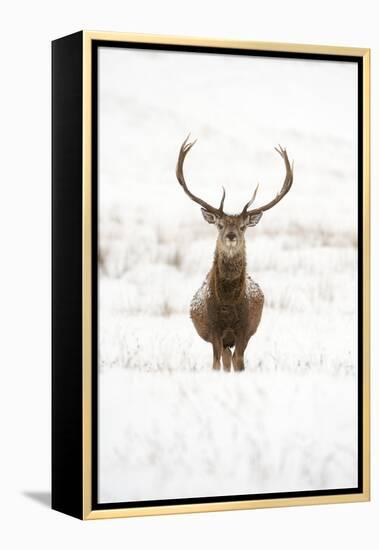 Red Deer Stag (Cervus Elaphus) Portrait in Snowy Moorland, Cairngorms Np, Scotland, UK, December-Mark Hamblin-Framed Premier Image Canvas