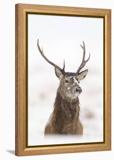 Red Deer Stag (Cervus Elaphus) Portrait in Snowy Moorland, Cairngorms Np, Scotland, UK, December-Mark Hamblin-Framed Premier Image Canvas