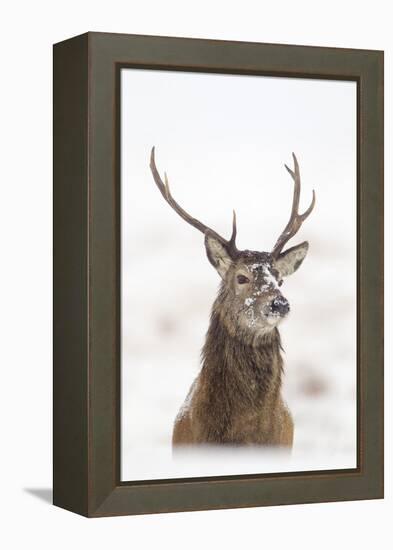 Red Deer Stag (Cervus Elaphus) Portrait in Snowy Moorland, Cairngorms Np, Scotland, UK, December-Mark Hamblin-Framed Premier Image Canvas