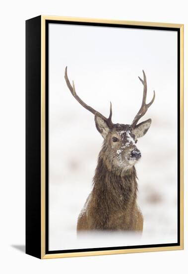 Red Deer Stag (Cervus Elaphus) Portrait in Snowy Moorland, Cairngorms Np, Scotland, UK, December-Mark Hamblin-Framed Premier Image Canvas