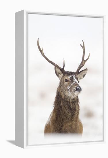 Red Deer Stag (Cervus Elaphus) Portrait in Snowy Moorland, Cairngorms Np, Scotland, UK, December-Mark Hamblin-Framed Premier Image Canvas