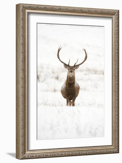 Red Deer Stag (Cervus Elaphus) Portrait in Snowy Moorland, Cairngorms Np, Scotland, UK, December-Mark Hamblin-Framed Photographic Print