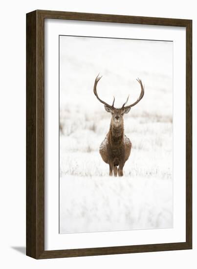 Red Deer Stag (Cervus Elaphus) Portrait in Snowy Moorland, Cairngorms Np, Scotland, UK, December-Mark Hamblin-Framed Photographic Print