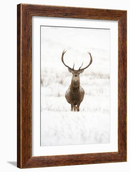 Red Deer Stag (Cervus Elaphus) Portrait in Snowy Moorland, Cairngorms Np, Scotland, UK, December-Mark Hamblin-Framed Photographic Print