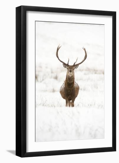 Red Deer Stag (Cervus Elaphus) Portrait in Snowy Moorland, Cairngorms Np, Scotland, UK, December-Mark Hamblin-Framed Photographic Print