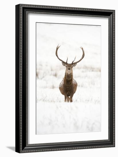 Red Deer Stag (Cervus Elaphus) Portrait in Snowy Moorland, Cairngorms Np, Scotland, UK, December-Mark Hamblin-Framed Photographic Print