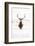 Red Deer Stag (Cervus Elaphus) Portrait in Snowy Moorland, Cairngorms Np, Scotland, UK, December-Mark Hamblin-Framed Photographic Print