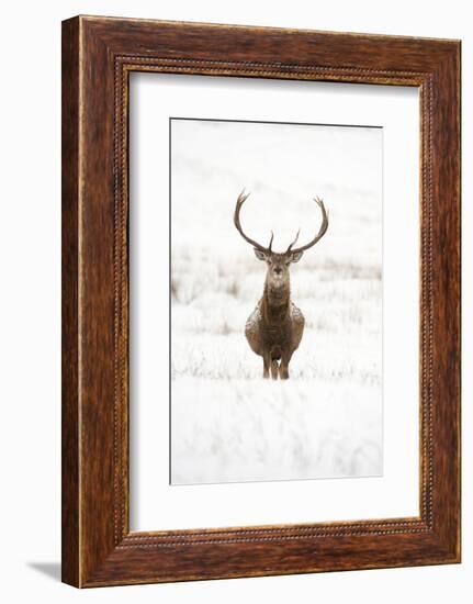 Red Deer Stag (Cervus Elaphus) Portrait in Snowy Moorland, Cairngorms Np, Scotland, UK, December-Mark Hamblin-Framed Photographic Print