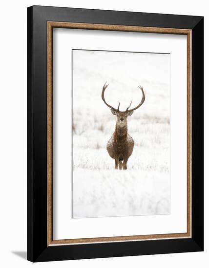 Red Deer Stag (Cervus Elaphus) Portrait in Snowy Moorland, Cairngorms Np, Scotland, UK, December-Mark Hamblin-Framed Photographic Print