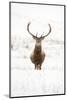 Red Deer Stag (Cervus Elaphus) Portrait in Snowy Moorland, Cairngorms Np, Scotland, UK, December-Mark Hamblin-Mounted Photographic Print