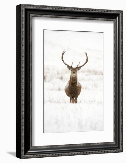 Red Deer Stag (Cervus Elaphus) Portrait in Snowy Moorland, Cairngorms Np, Scotland, UK, December-Mark Hamblin-Framed Photographic Print