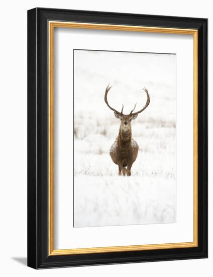 Red Deer Stag (Cervus Elaphus) Portrait in Snowy Moorland, Cairngorms Np, Scotland, UK, December-Mark Hamblin-Framed Photographic Print