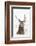 Red Deer Stag (Cervus Elaphus) Portrait in Snowy Moorland, Cairngorms Np, Scotland, UK, December-Mark Hamblin-Framed Photographic Print