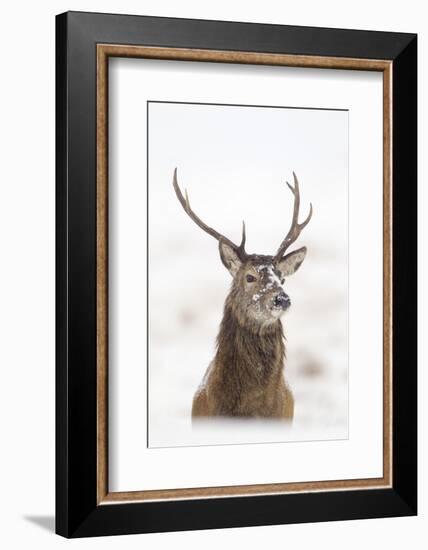 Red Deer Stag (Cervus Elaphus) Portrait in Snowy Moorland, Cairngorms Np, Scotland, UK, December-Mark Hamblin-Framed Photographic Print